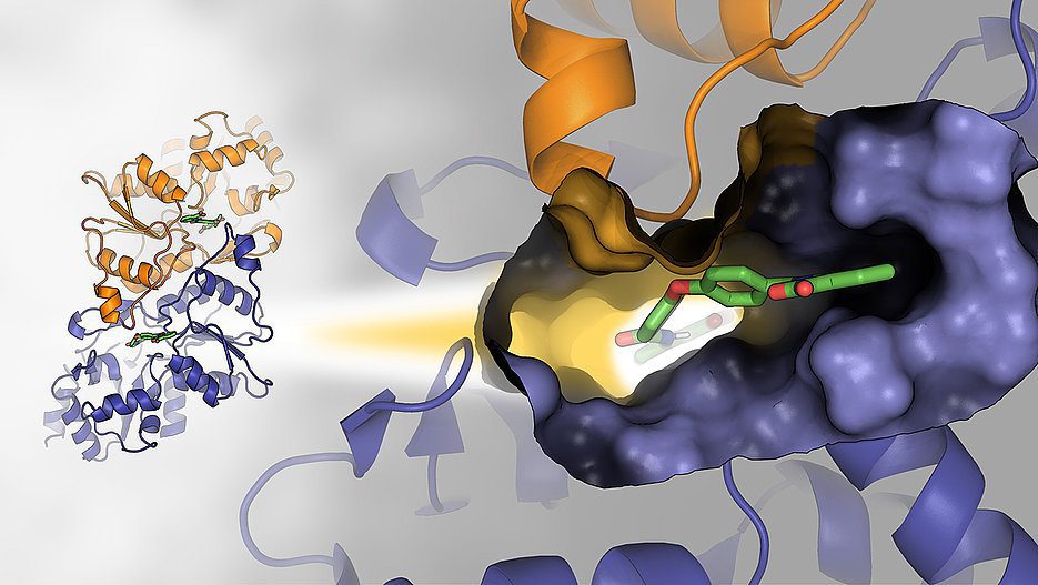 Dimere Struktur der Phosphoglykolat-Phosphatase. Der vergrößerte Ausschnitt rechts fokussiert auf die Ligand-Bindungstasche im Komplex mit dem niedermolekularen Inhibitor CP1. (Bild: Natalia Yuan-Chen)